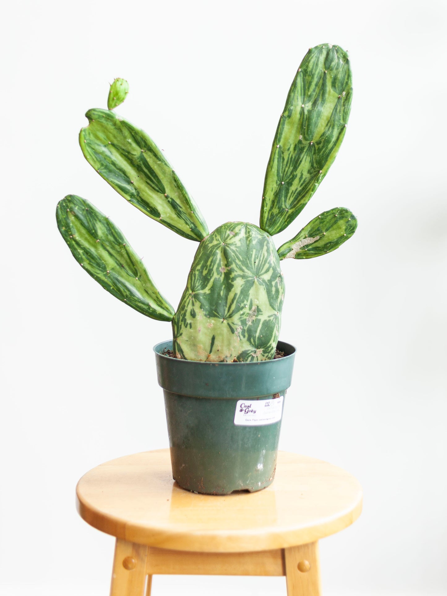 Cactus 'Opuntia Cochenillifera' Var. 6"