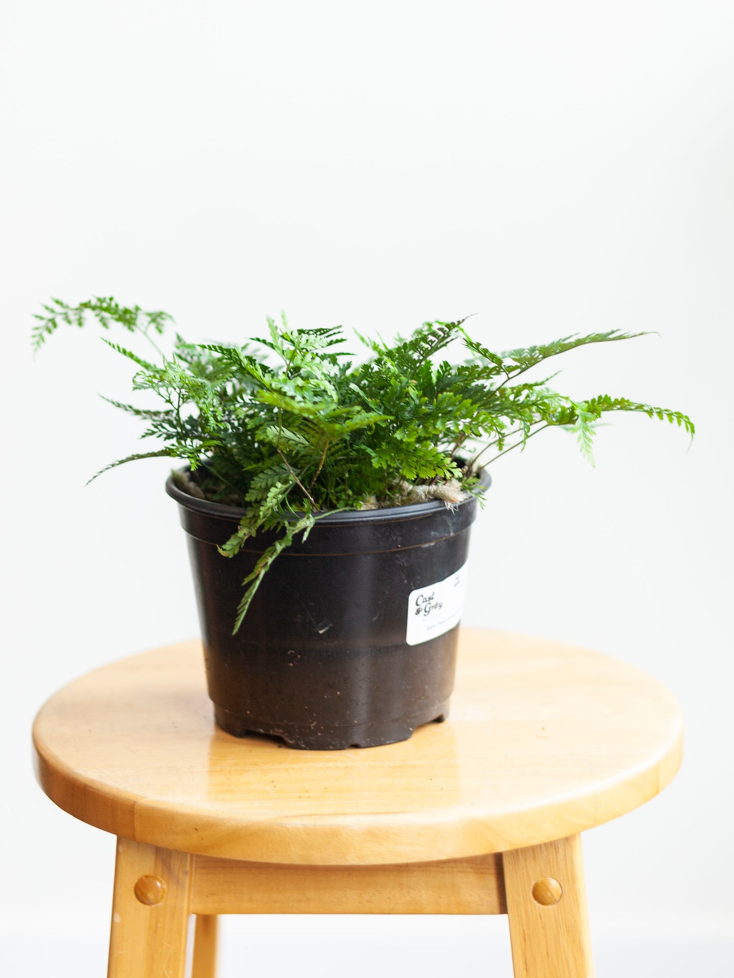 Rabbit's Foot Fern 6"