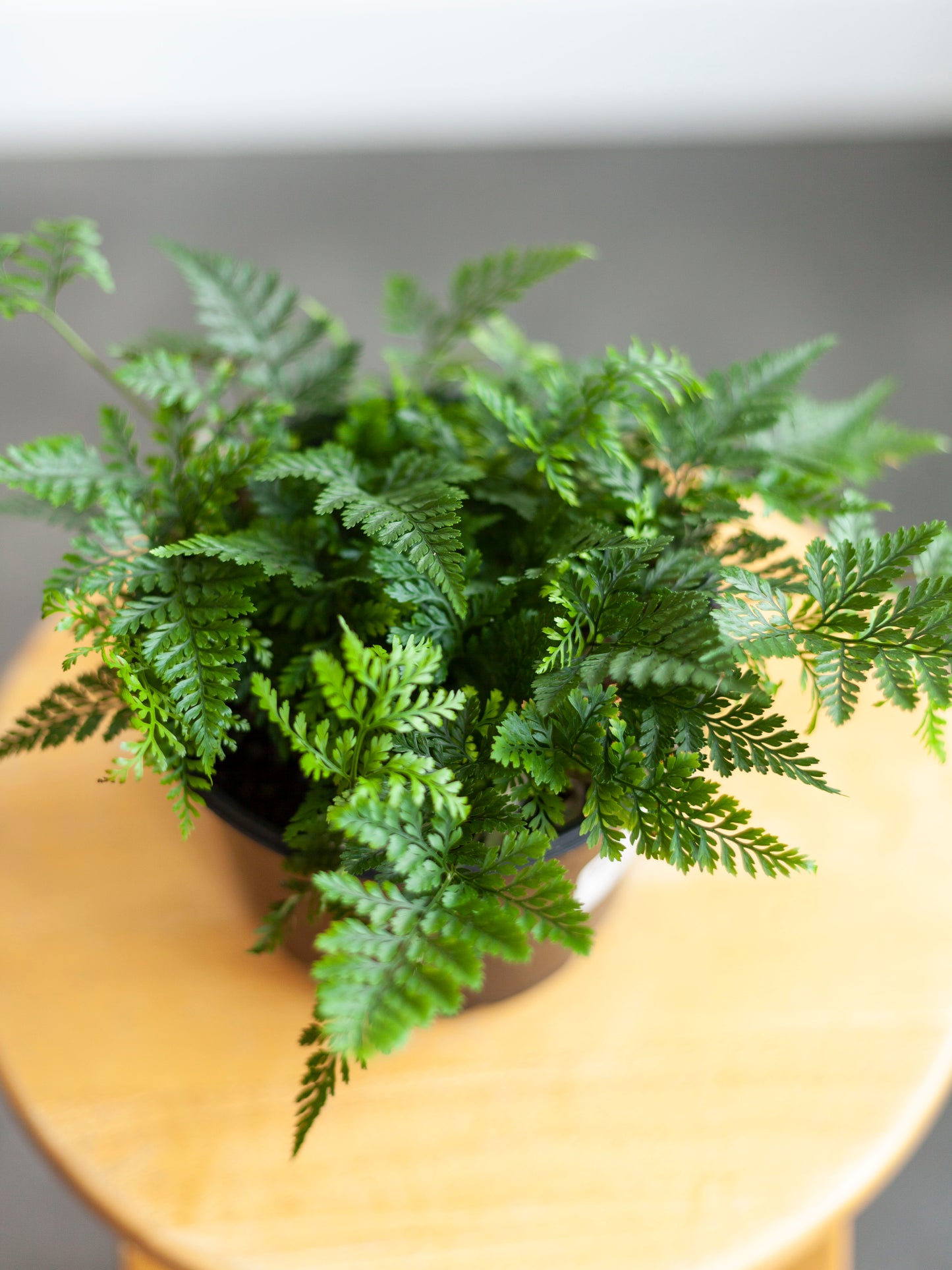 Rabbit's Foot Fern 6"