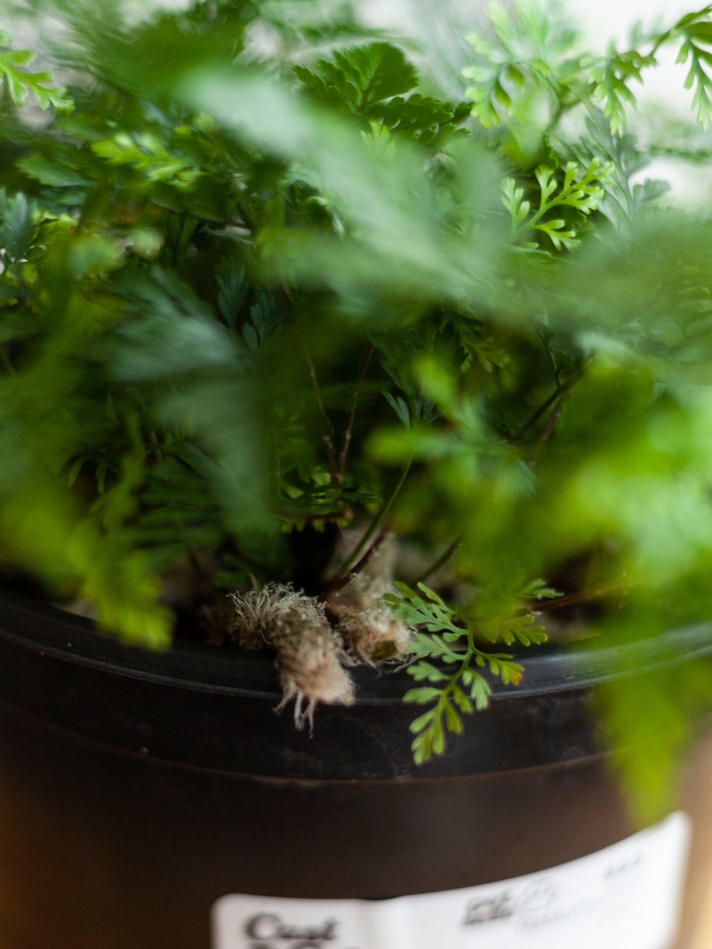 Rabbit's Foot Fern 6"