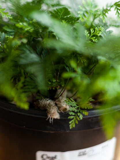 Rabbit's Foot Fern 6"