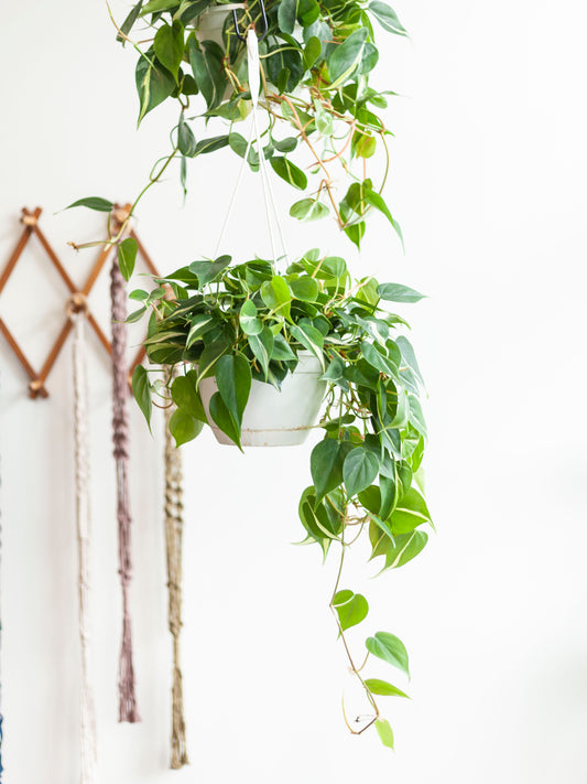 Philodendron 'Cream Splash' Hanging Basket 8"