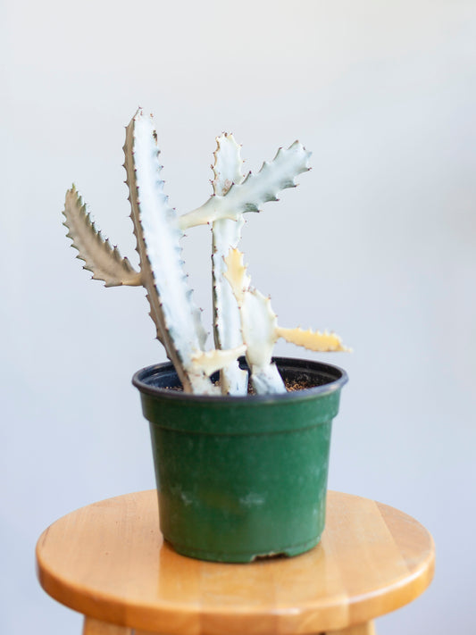 Euphorbia 'Ghost' 6"