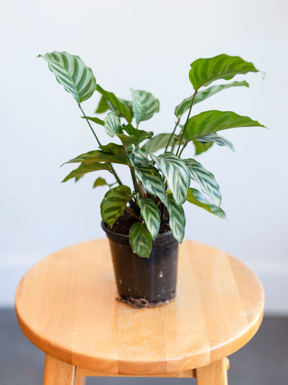 Calathea 'Freddie' 4"