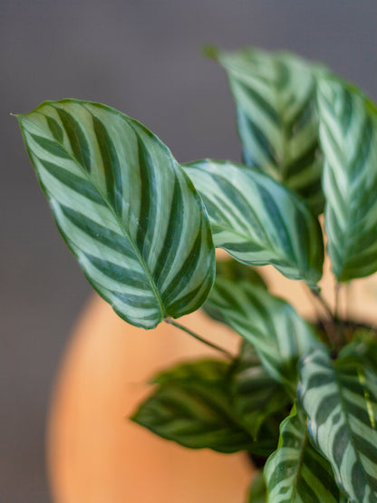 Calathea 'Freddie' 4"