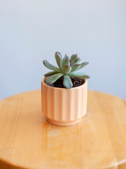 Monroe Pot