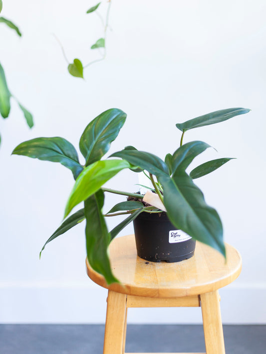 Philodendron 'Bette Waterbury' 6"