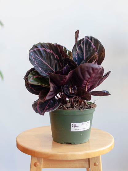 Calathea 'Dottie' 6"