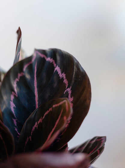 Calathea 'Dottie' 6"