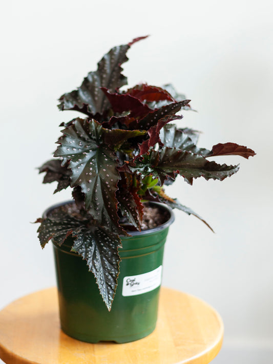 Angel Wing Begonia 'Fannie Moser' 6.5"