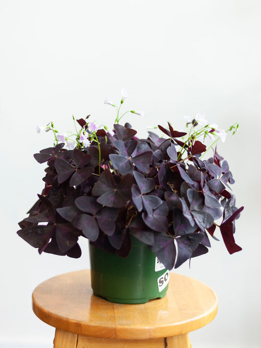 Oxalis 'Triangularis' Purple 6"