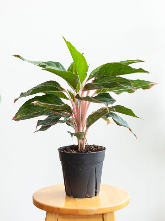 Aglaonema 'Pink' 6"