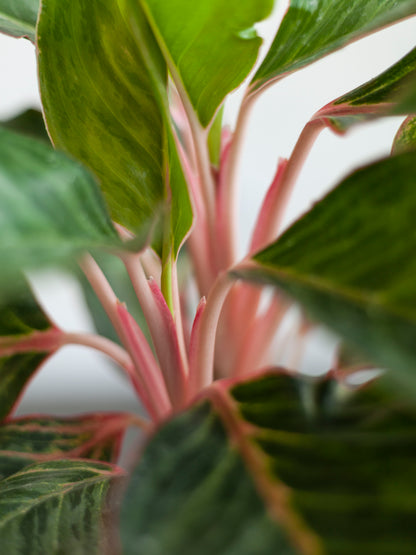 Aglaonema 'Pink' 6"