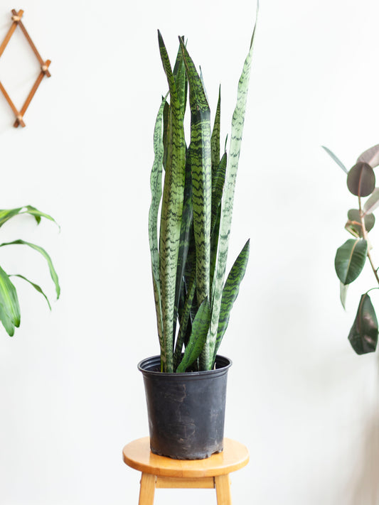 Sansevieria 'Zeylanica' 8"