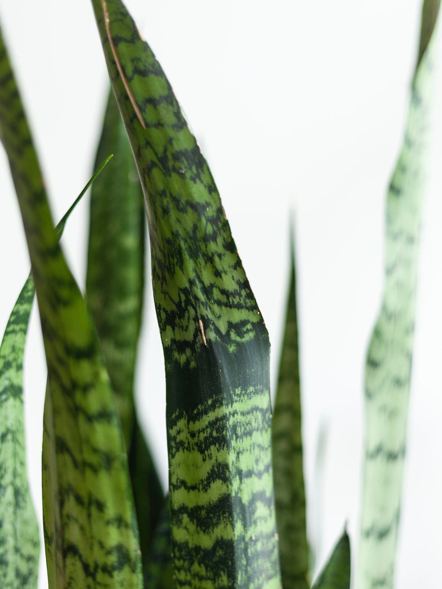 Sansevieria 'Zeylanica' 8"