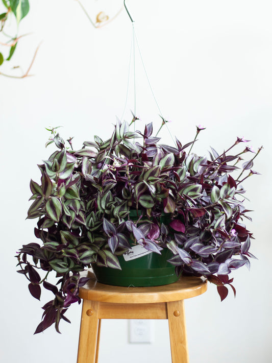 Tradescantia 'Zebrina' 10"