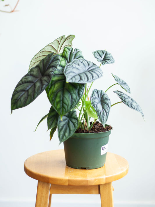 Alocasia 'Dragon Scale' 6"