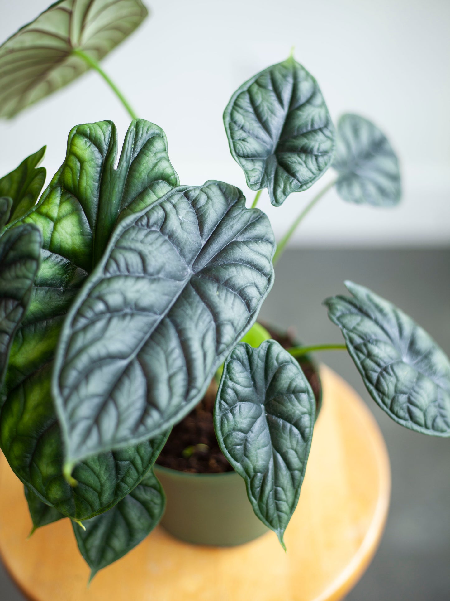 Alocasia 'Dragon Scale' 6"