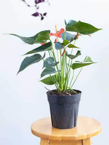 Anthurium (Assorted) 6"