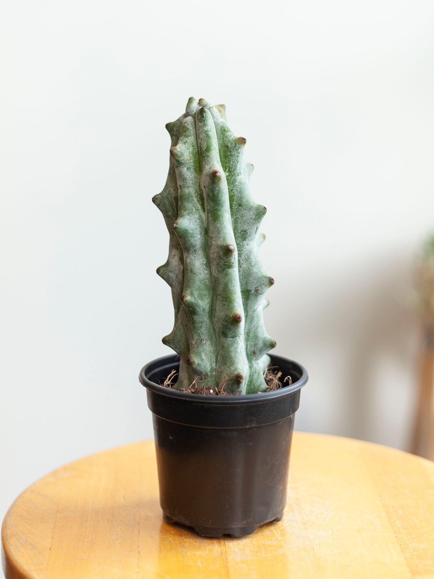 Ghost White Boobie Cactus 4"