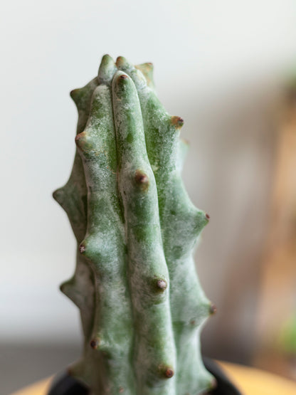 Ghost White Boobie Cactus 4"