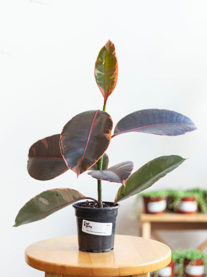 Ficus 'Ruby' 4"