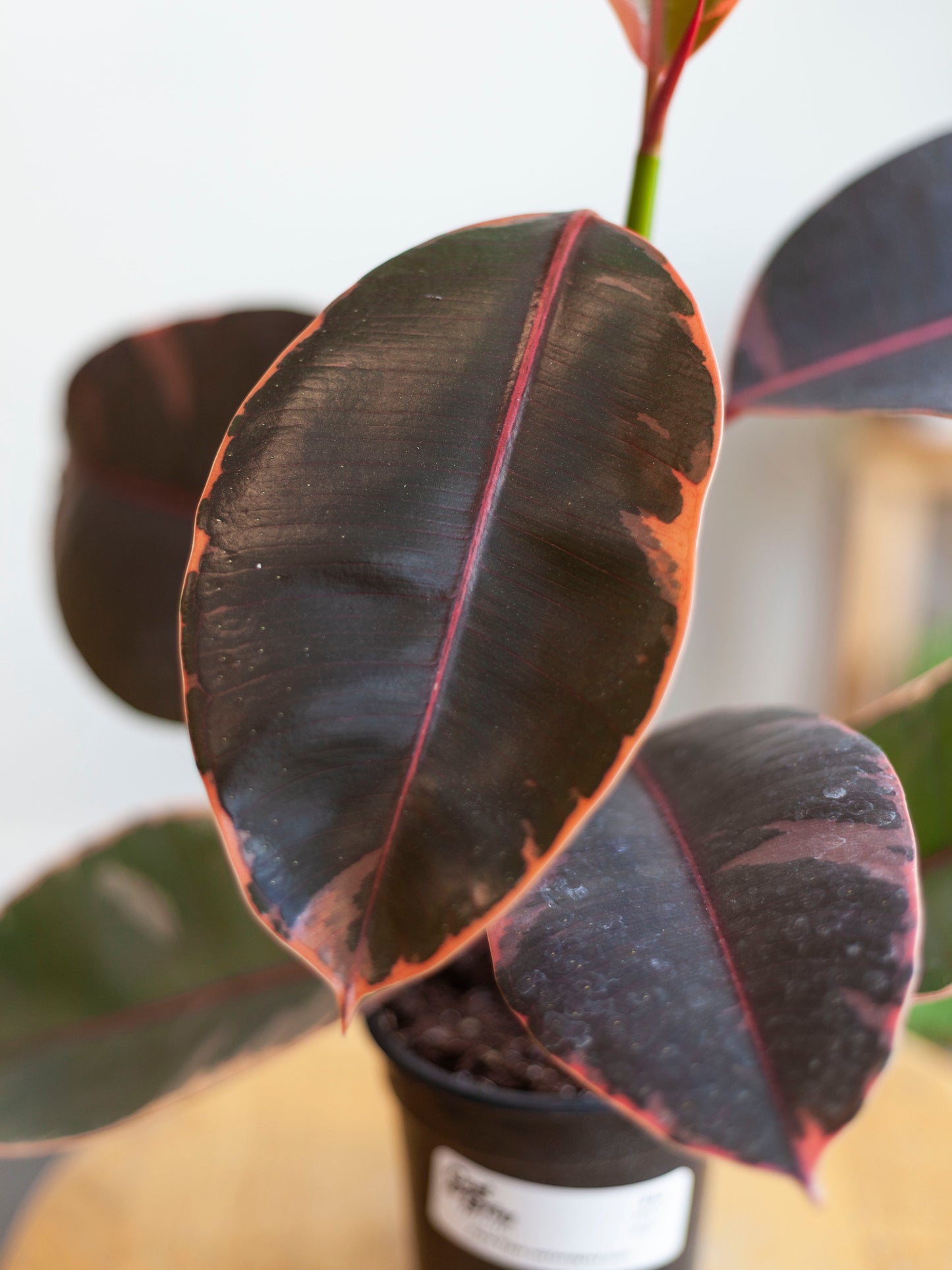 Ficus 'Ruby' 4"