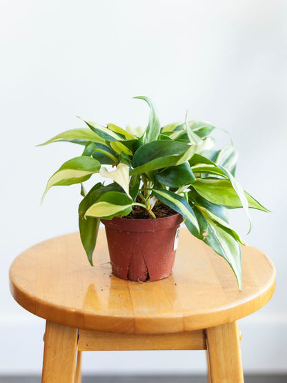 Philodendron 'Rio Silver Stripe'4"
