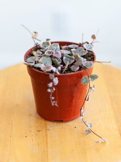 String of Hearts (Variegated) 4"
