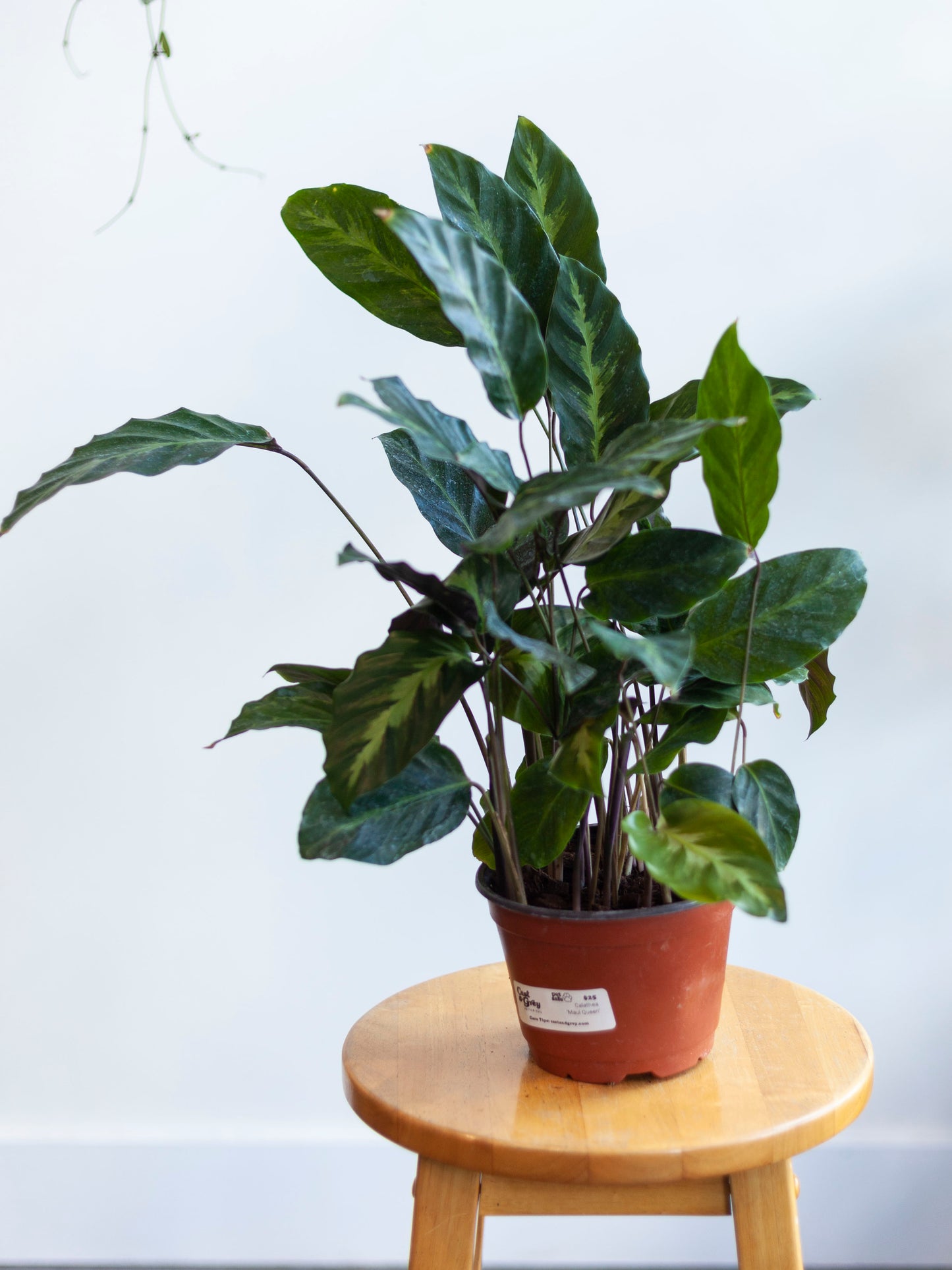 Calathea 'Maui Queen' 6"