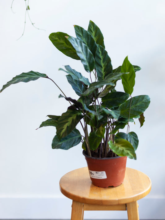 Calathea 'Maui Queen' 6"