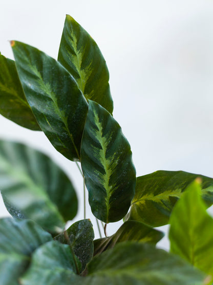 Calathea 'Maui Queen' 6"