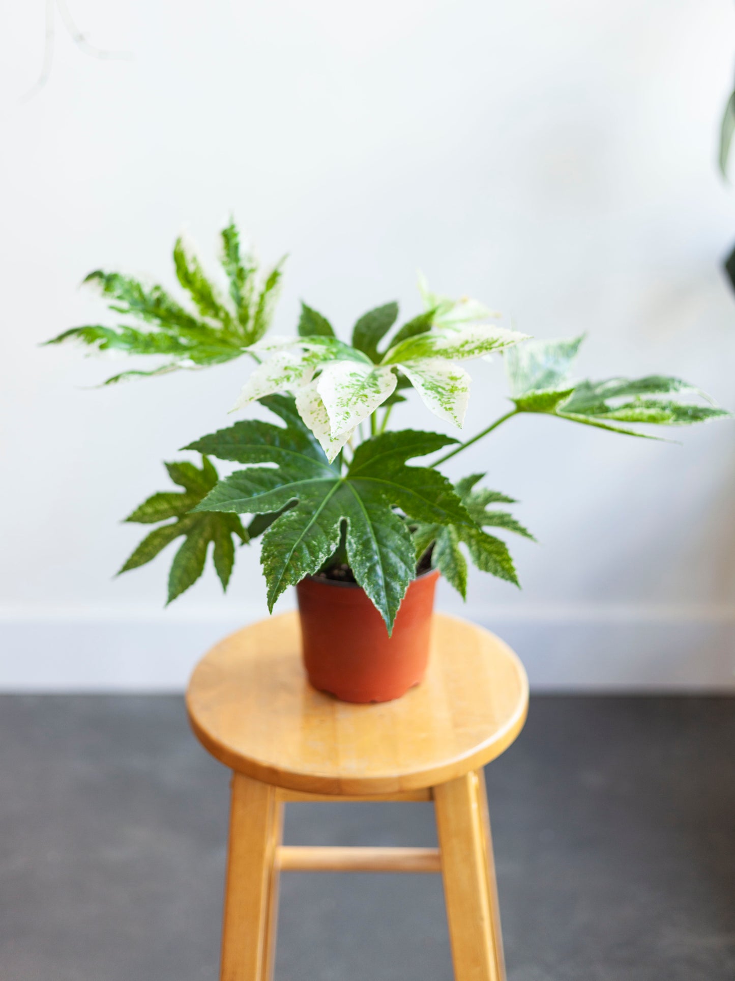 Fatsia 'Spider Web" 6"