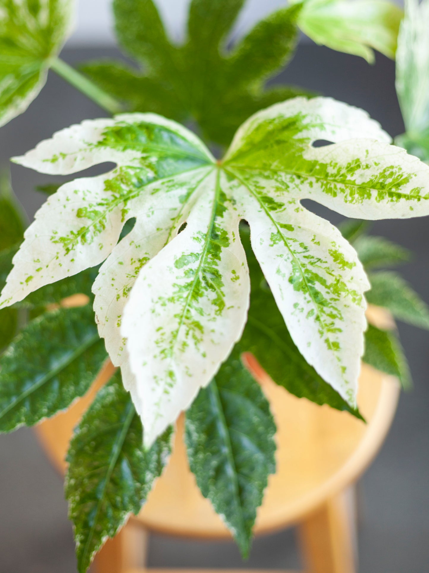 Fatsia 'Spider Web" 6"