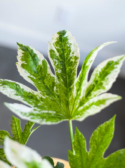 Fatsia 'Spider Web" 6"