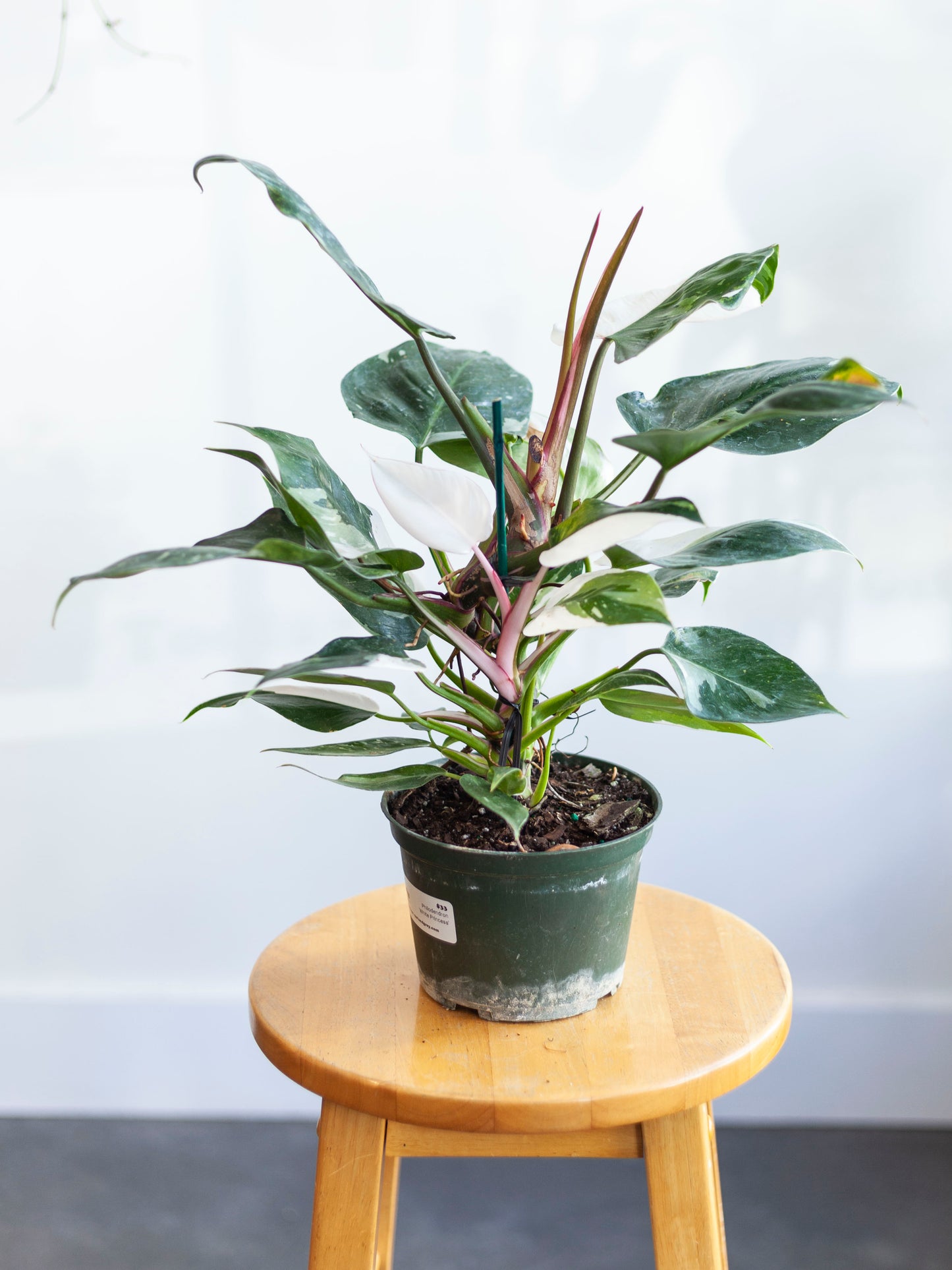 Philodendron 'White Princess' 6"