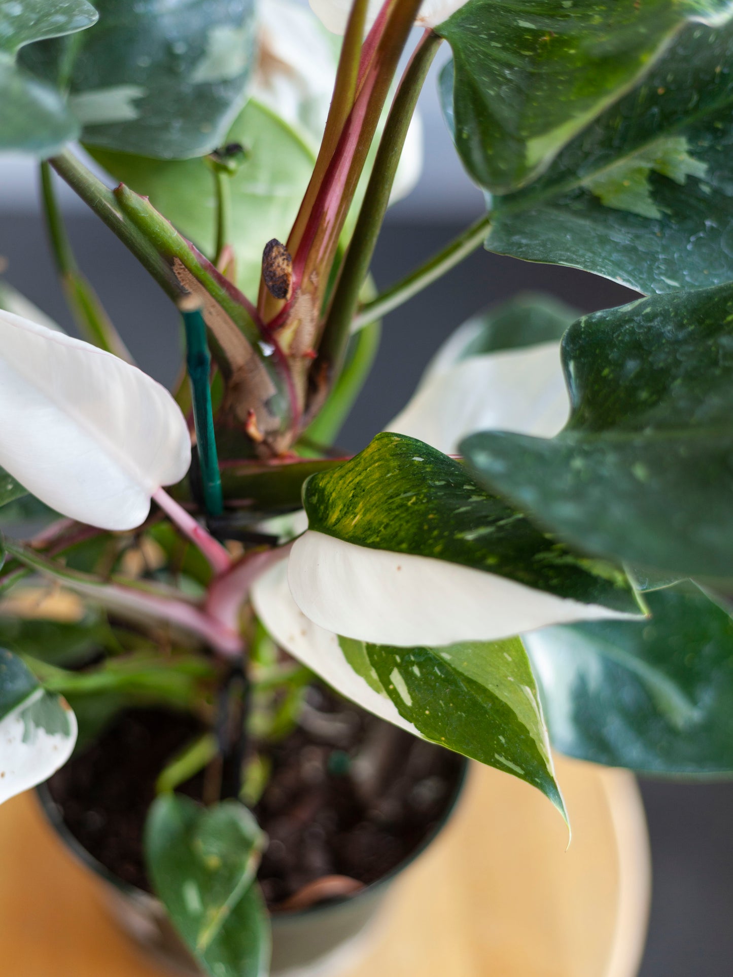 Philodendron 'White Princess' 6"