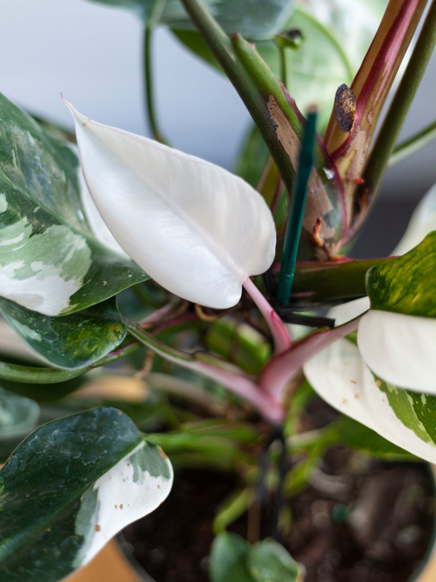 Philodendron 'White Princess' 6"