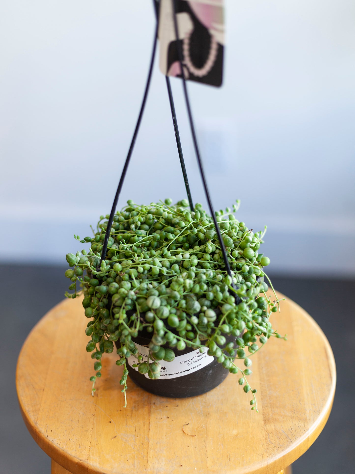 String of Pearls Var. Hanging Basket 6"