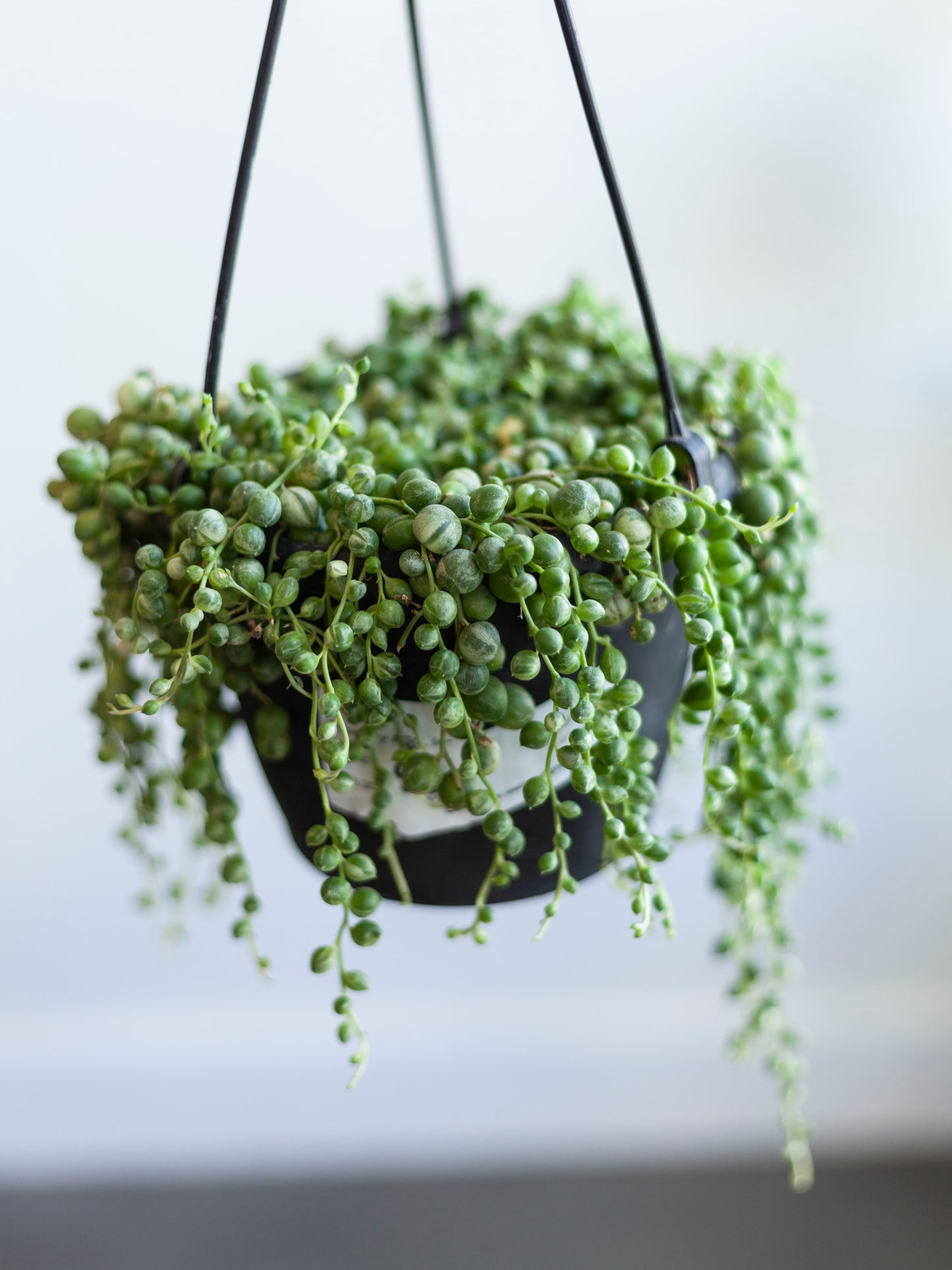 String of Pearls Var. Hanging Basket 6"