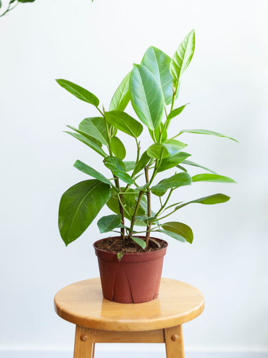 Ficus 'Altissima' 6"