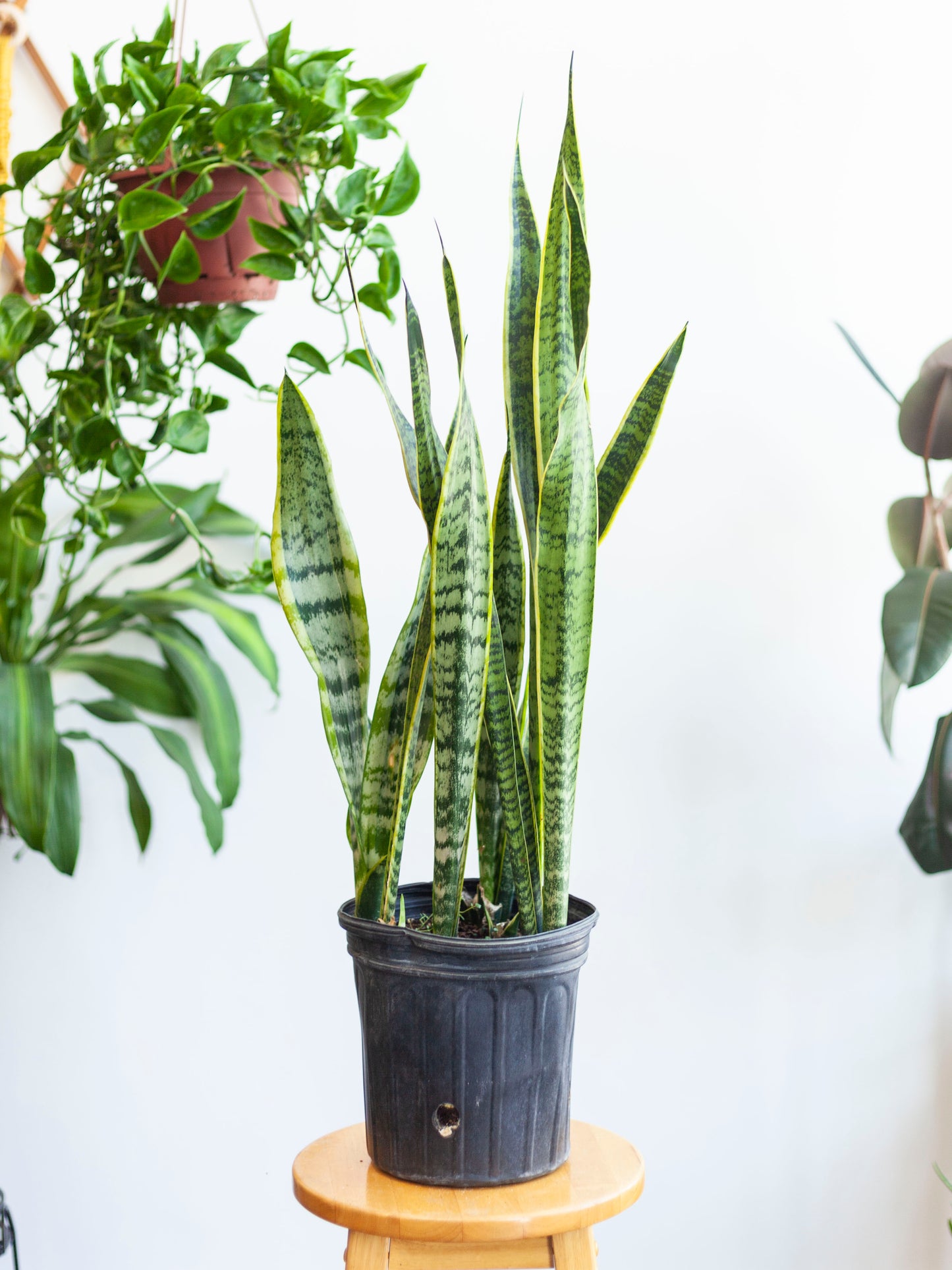 Sansevieria 'Laurentii' 8"