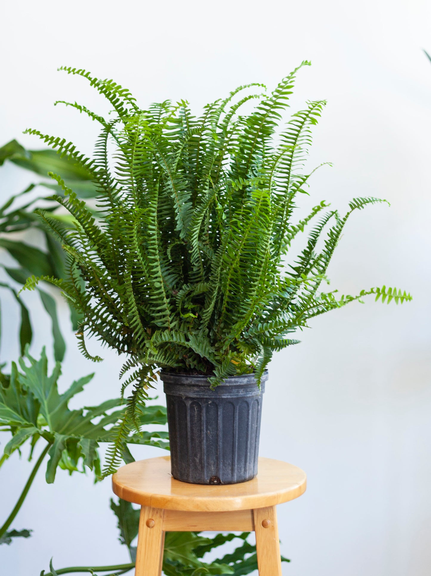 Kimberly Queen Fern 6"