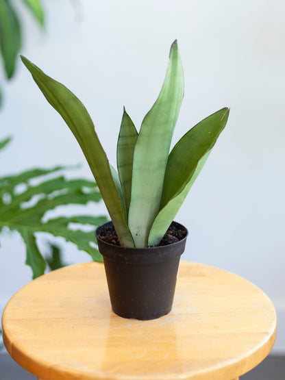 Sansevieria 'Moonshine' 4"