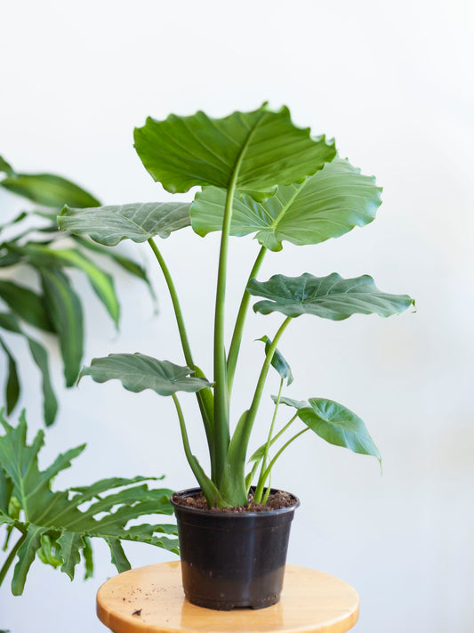 Alocasia 'California' 6"