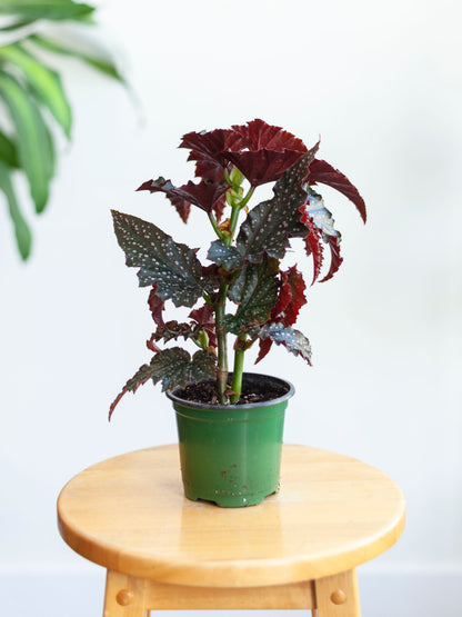 Angel Wing Begonia 'Fannie Moser' 4.5"