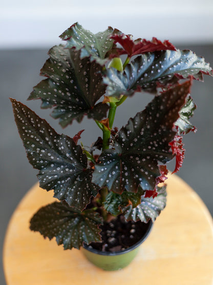 Angel Wing Begonia 'Fannie Moser' 4.5"