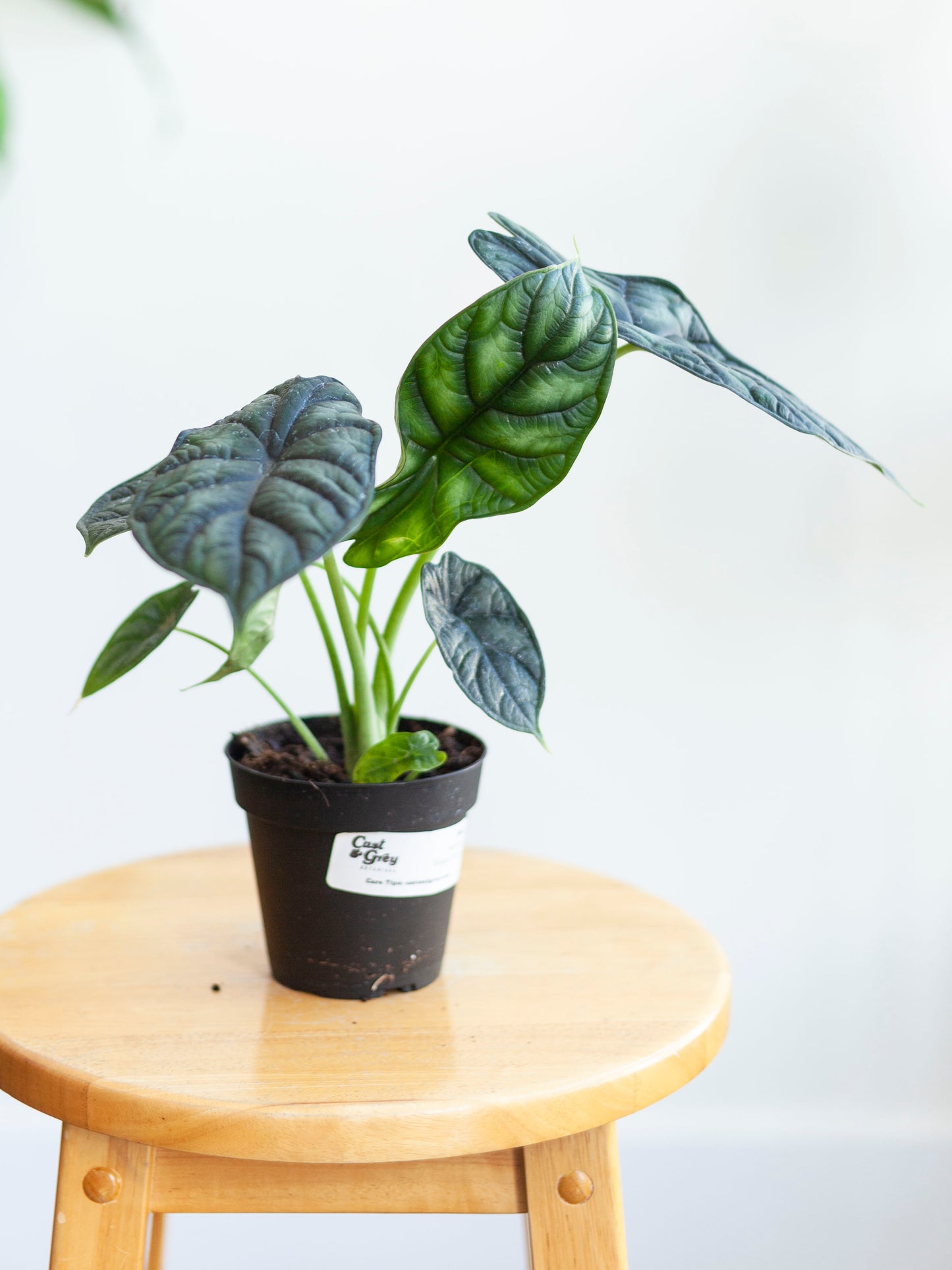 Alocasia 'Dragon Scale' 4"