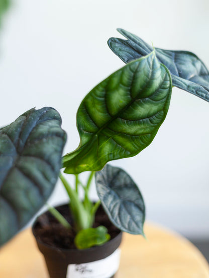 Alocasia 'Dragon Scale' 4"