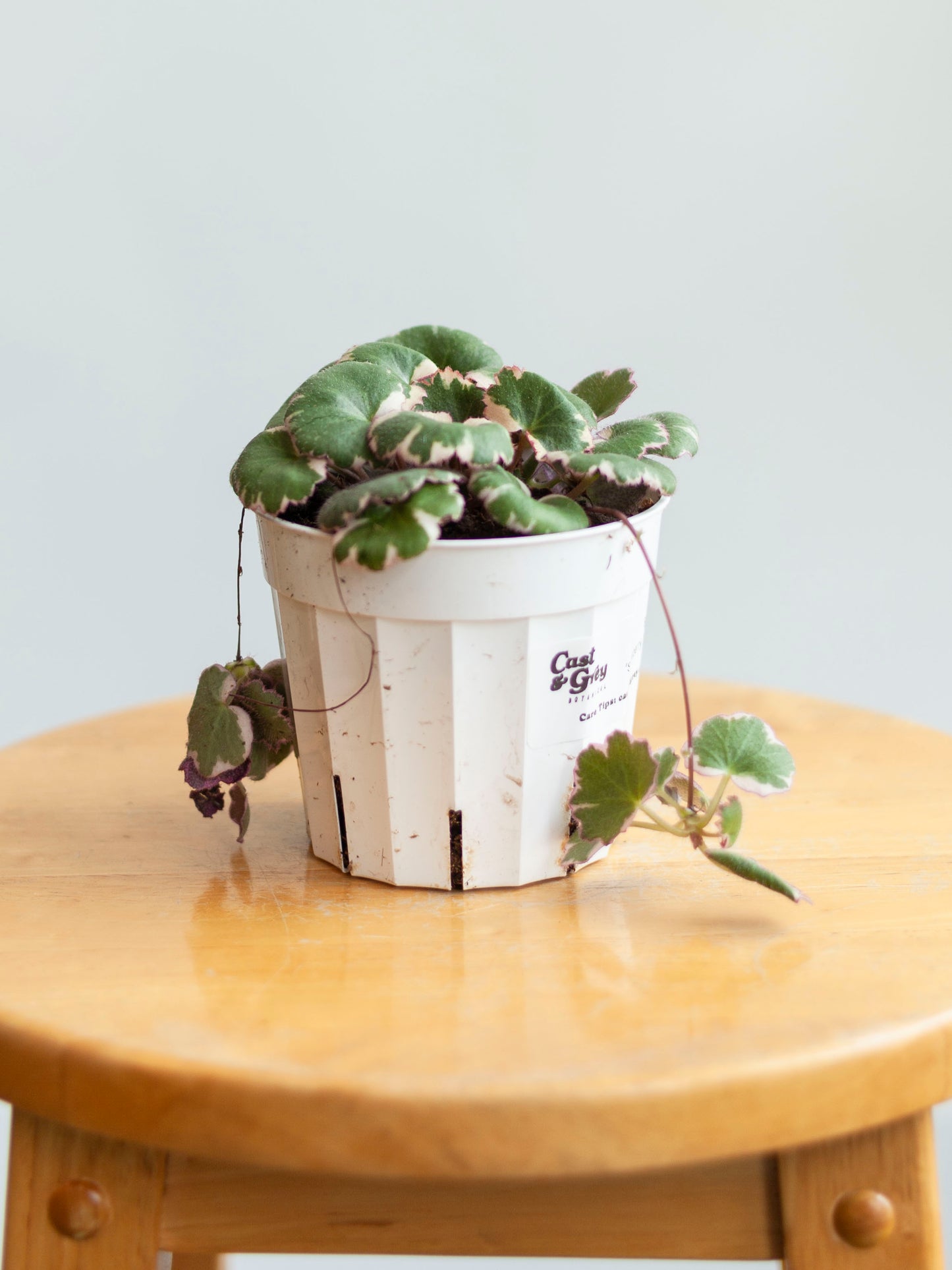 Begonia 'Strawberry Tricolor' 4"
